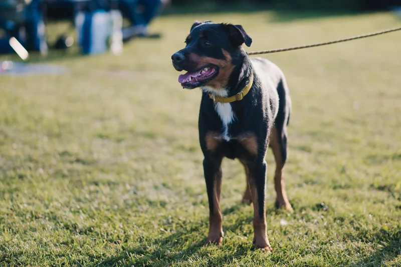 a dog standing on a leash in a grassy field
