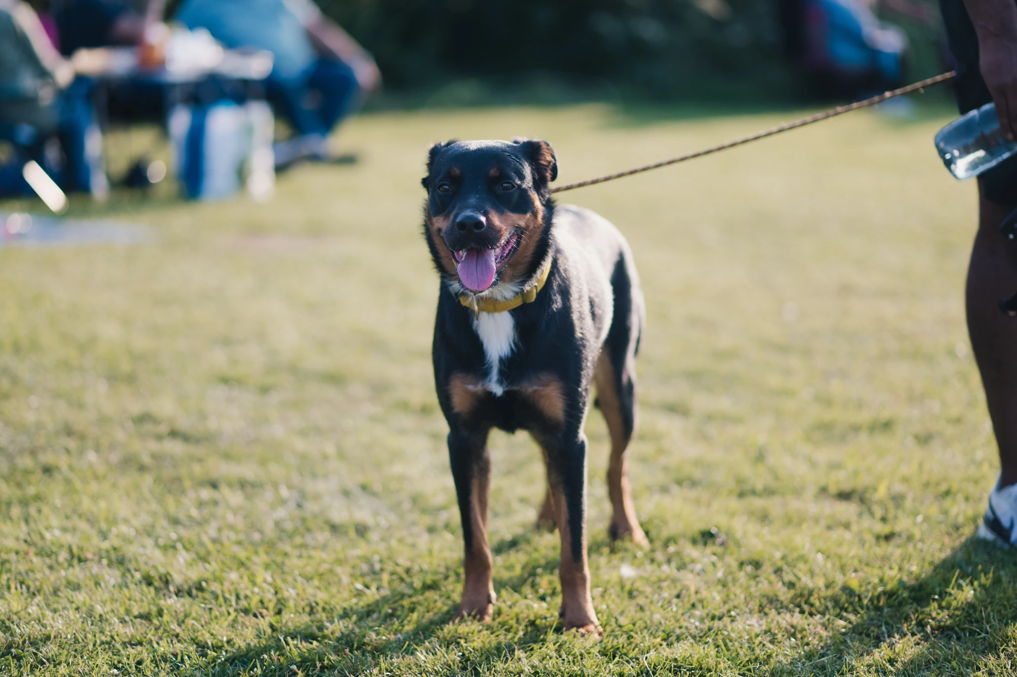 a dog walking on a leash in a park