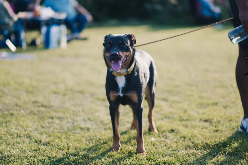 a dog walking on a leash in a park