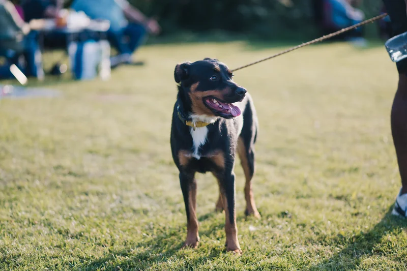 a dog on a leash at an outdoor event