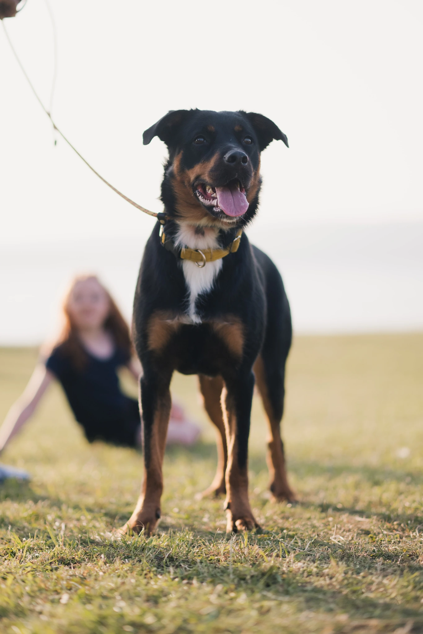 a dog walking on a leash in a park