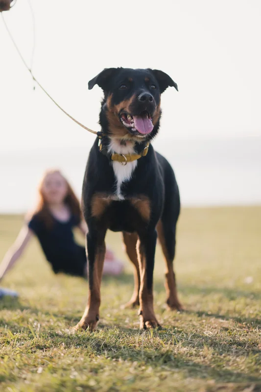 a dog walking on a leash in a park