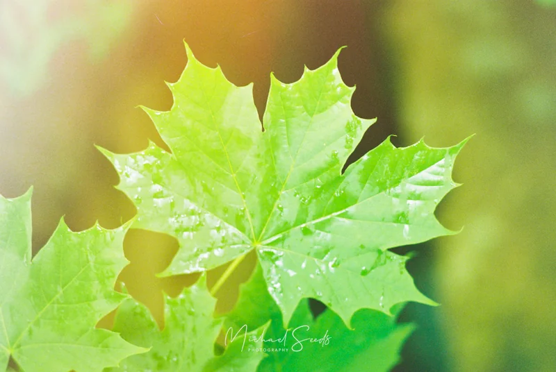 Colour film photograph. Close-up of a single wet leaf in backlight, showing surface texture and droplets.