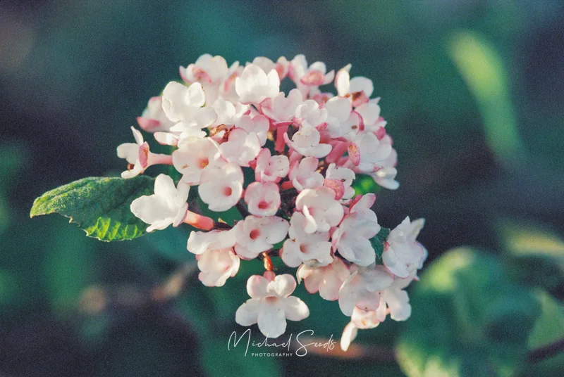 a close up of a white flower on a branch with green leaves