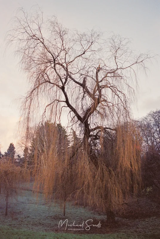 a weeping willow tree in a field at dusk