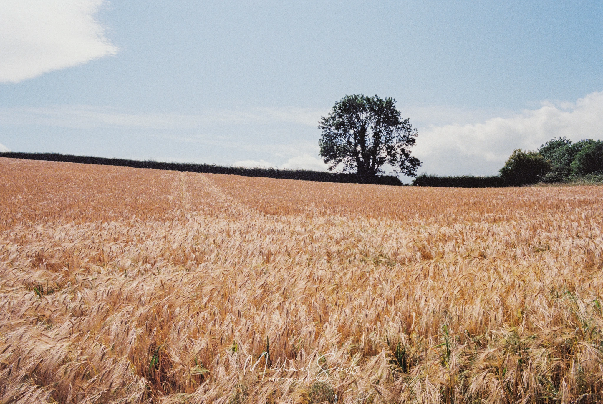 a lone tree in a field of wheat