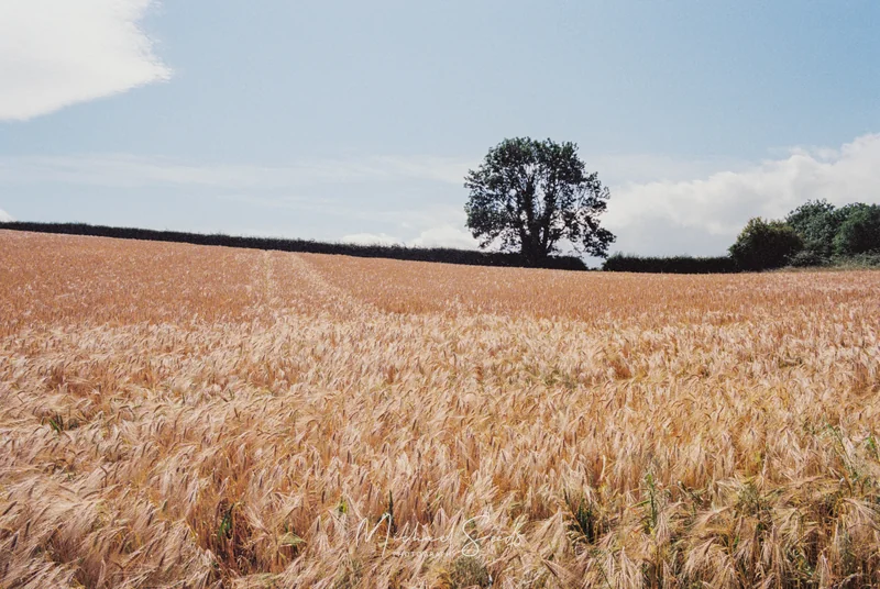 a lone tree in a field of wheat