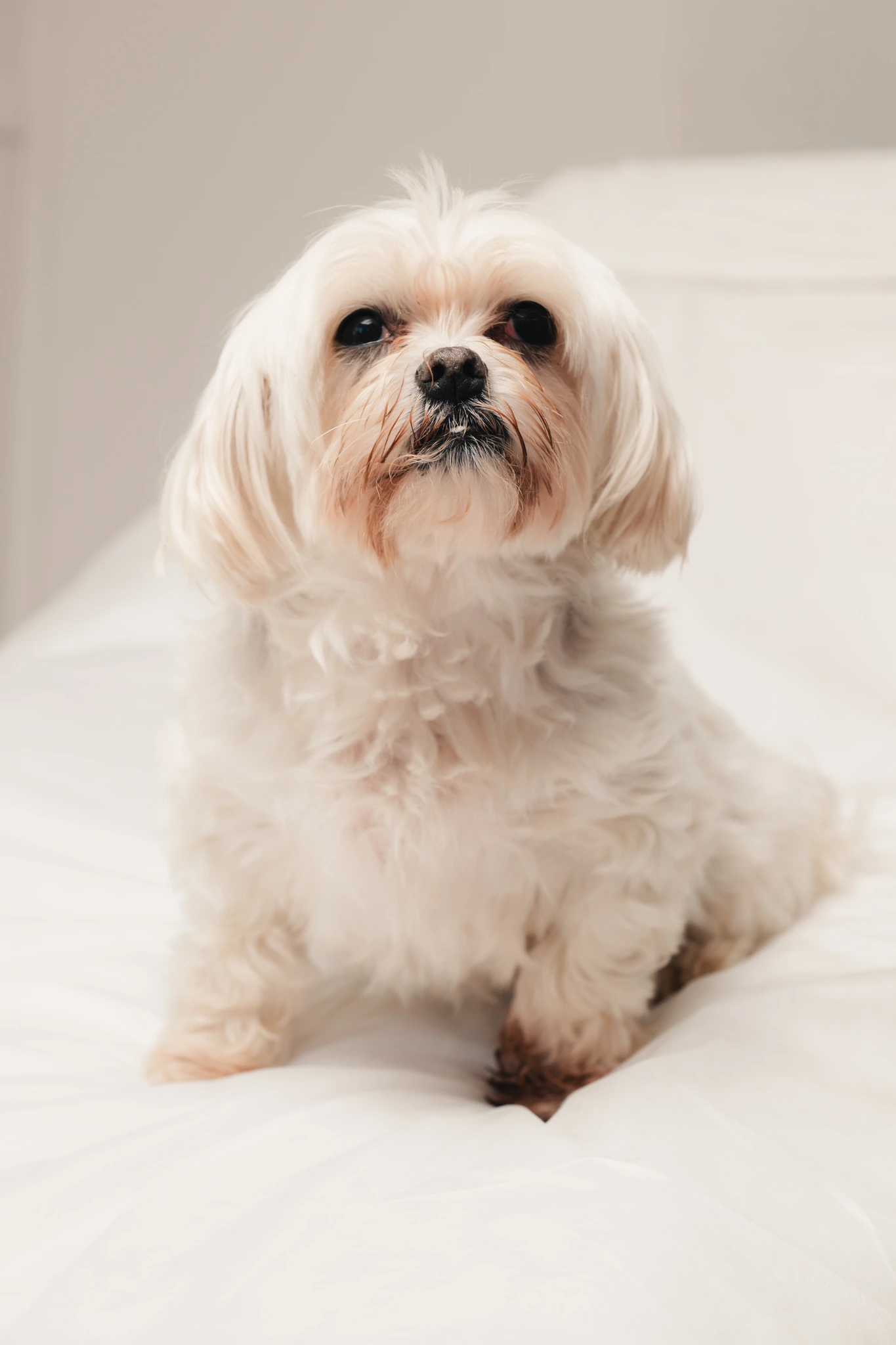 a small dog sitting on a white bed