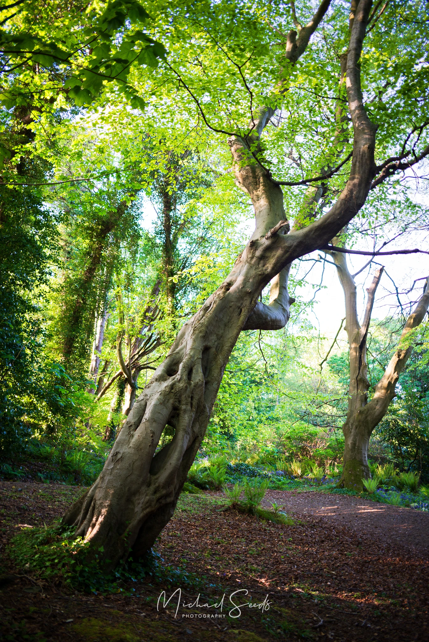 Time-shaped and hollowed, the tree leans gently into the woodland path. Sunlight filters through fresh green leaves, casting soft patterns across the forest floor at Crawfordsburn.