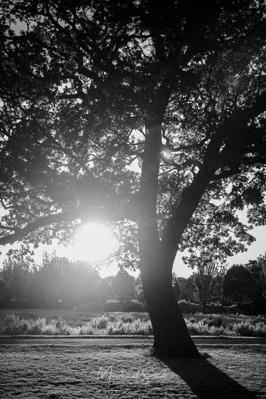 scattering silver light across the grass and stretching shadows into quiet paths. A moment where Belfast slows, and the day exhales into soft stillness.