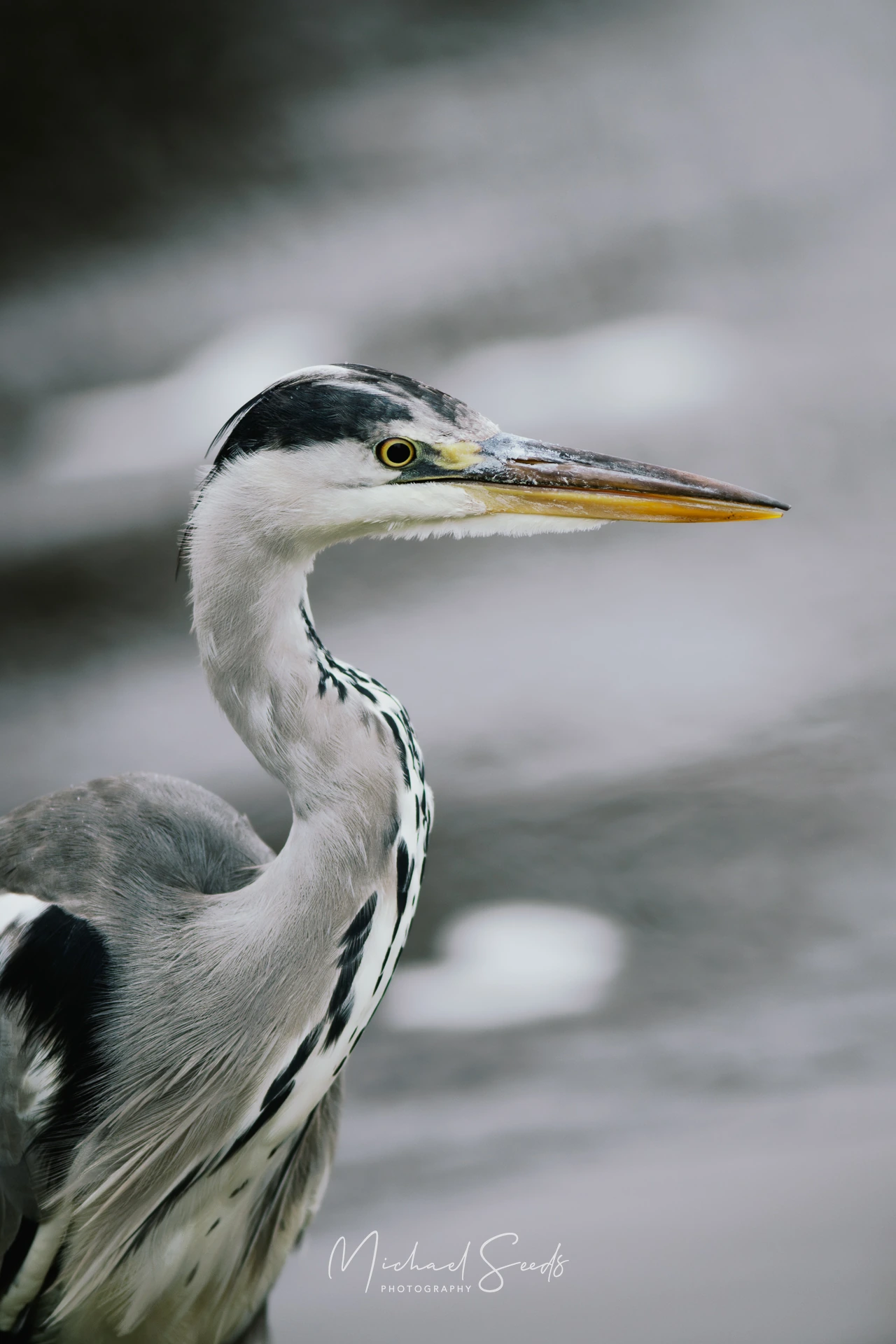 a heron or herony is a bird of the family heroniidae