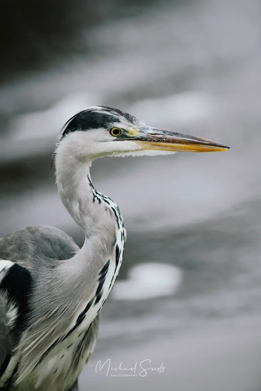 a heron or herony is a bird of the family heroniidae
