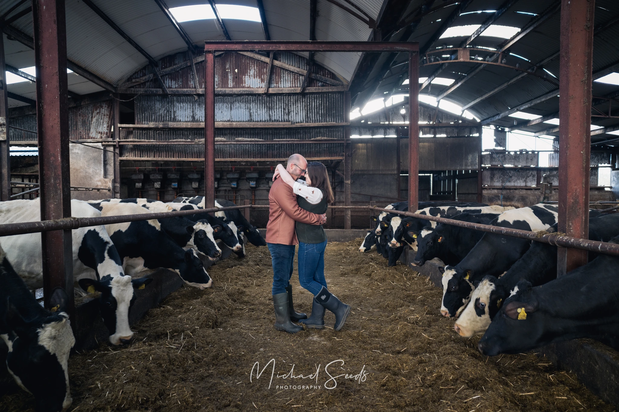 a couple kissing in front of a barn with cows in the background